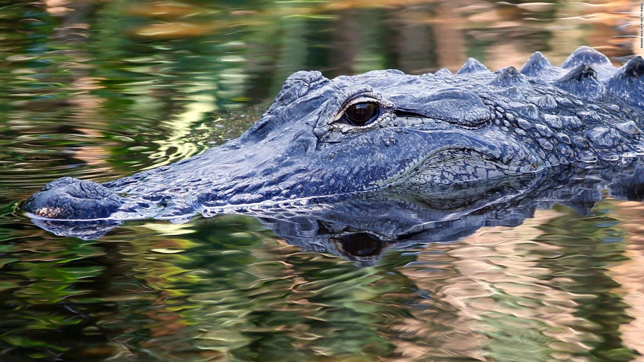 CNNE 555218 - caiman de 2 metros mata a una mujer en ee-uu-