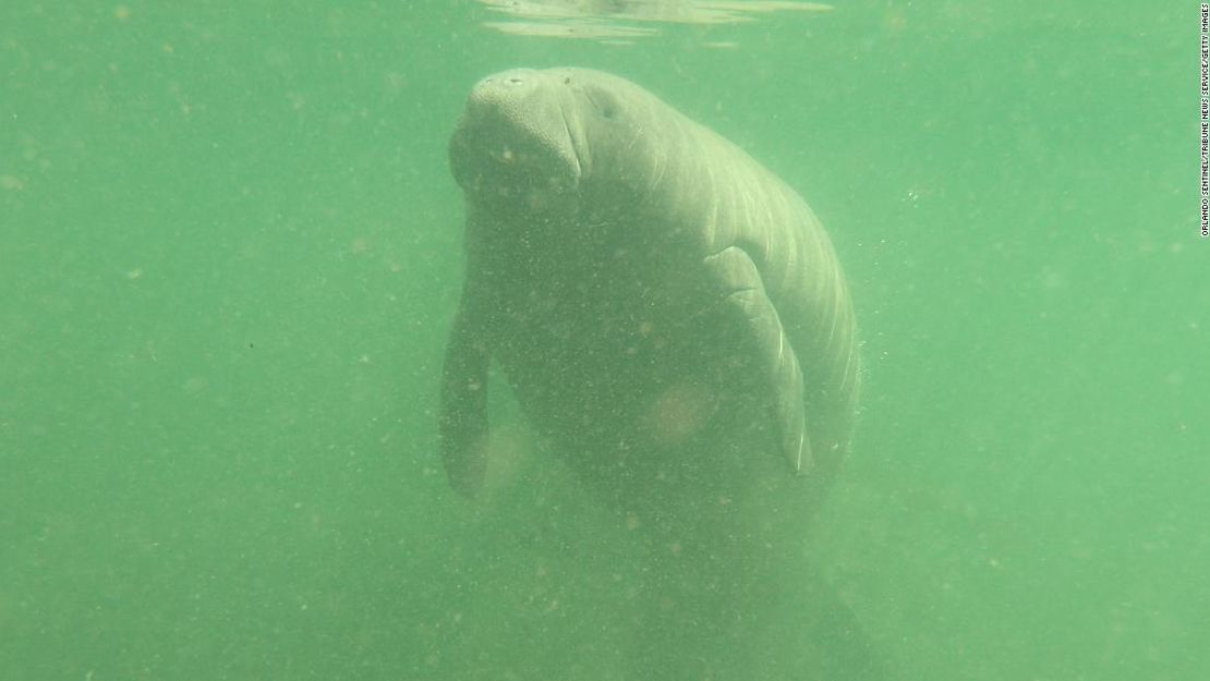 Manatíes están muriendo por culpa del alga tóxica roja que invade las costas de Florida.