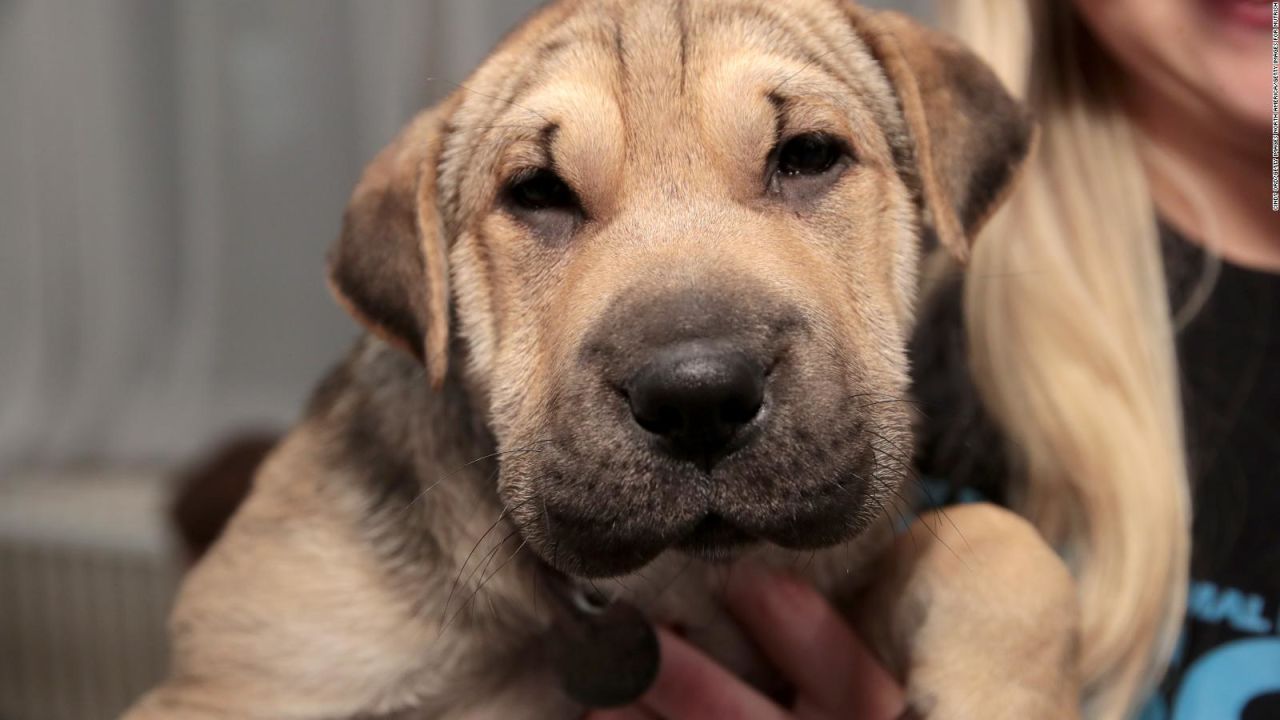 CNNE 555874 - empresa ofrece permiso de paternidad para cuidar mascotas