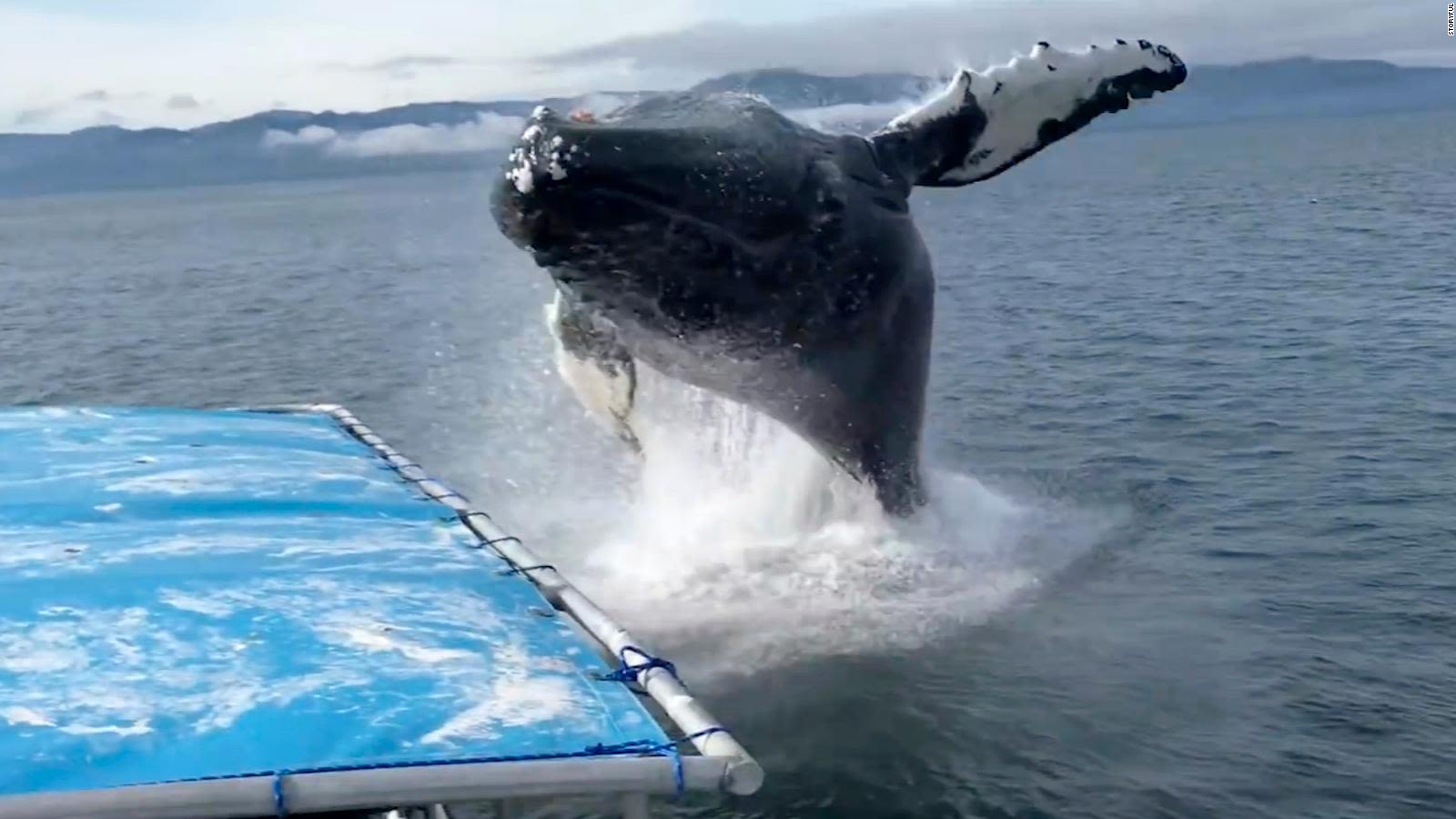 El momento en que una ballena jorobada salta muy cerca de bote con turistas  a bordo en Alaska