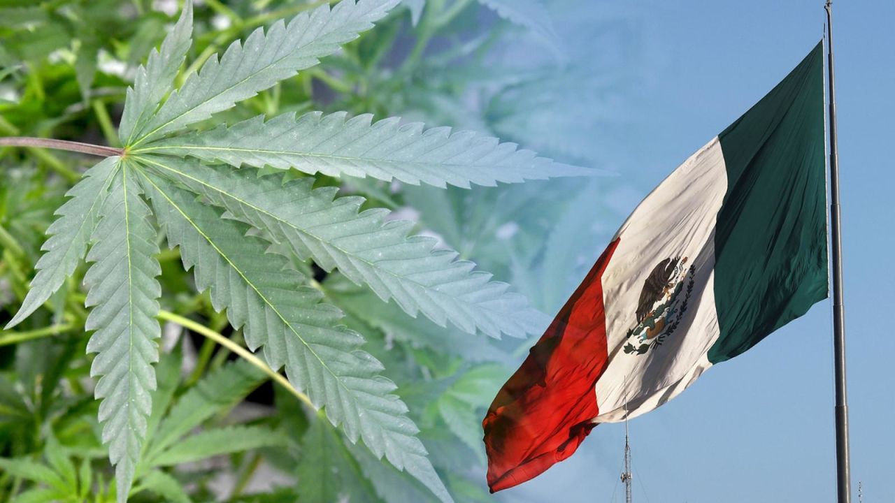 CNNE 556481 - el uso medicinal de marihuana se permitira en ciudad de mexico