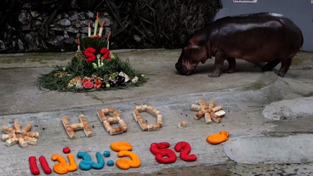 CNNE 556569 - #laimagendeldia- celebran el cumpleanos del hipopotamo mas longevo de tailandia