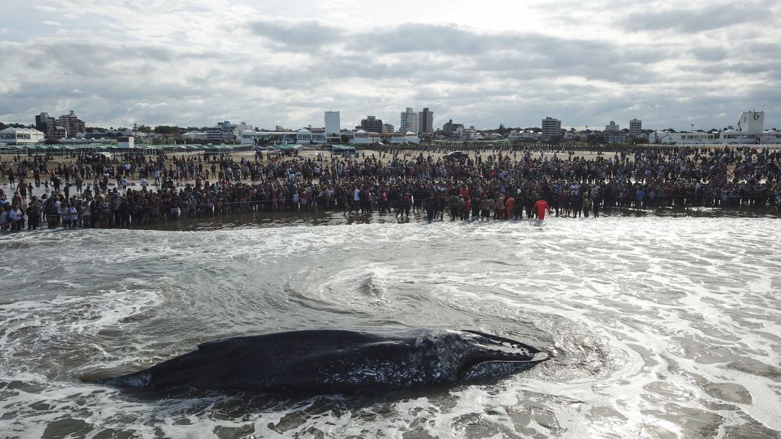 En abril de 2018, una ballena varó en las costas de Mar del Plata, Argentina, la misma zona en la que vararon las seis orcas recientemente. En aquella ocasión, el animal murió.