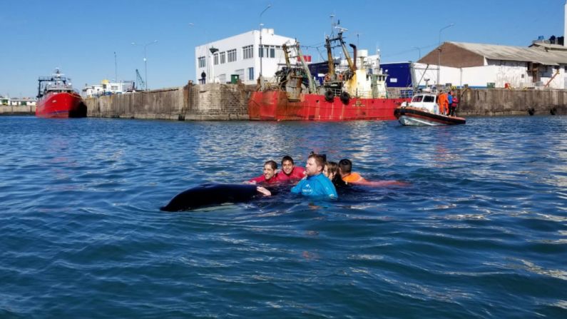 El biólogo marino Alejandro Saubidet coincide con Bracco: es usual este tipo de encallamientos y ve poco probable que estos seis casos se deban a efectos del calentamiento global, la contaminación o cualquier influencia del hombre.