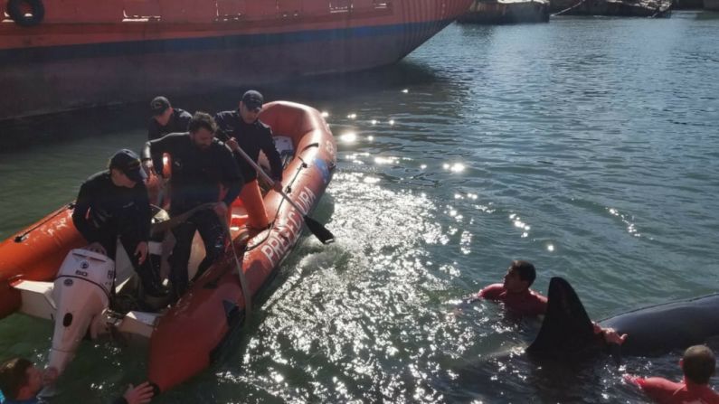 Antes de que una de las orcas rescatadas alcanzara aguas profundas, científicos de la Fundación Aquarium lograron sacarle muestras de sangre y grasa para poder tener más luces de los motivos que la llevaron a encallar en las orillas, cuenta Bracco.