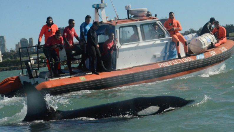 "En 28 años de rescate nunca me encontré con una cosa así", asegura Eduardo Bracco, del Cuerpo de Guardafaunas, quien participó en la liberación de una de las orcas.