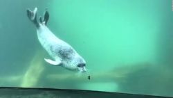 CNNE 557970 - el momento en el que una foca y una mariposa se conocen