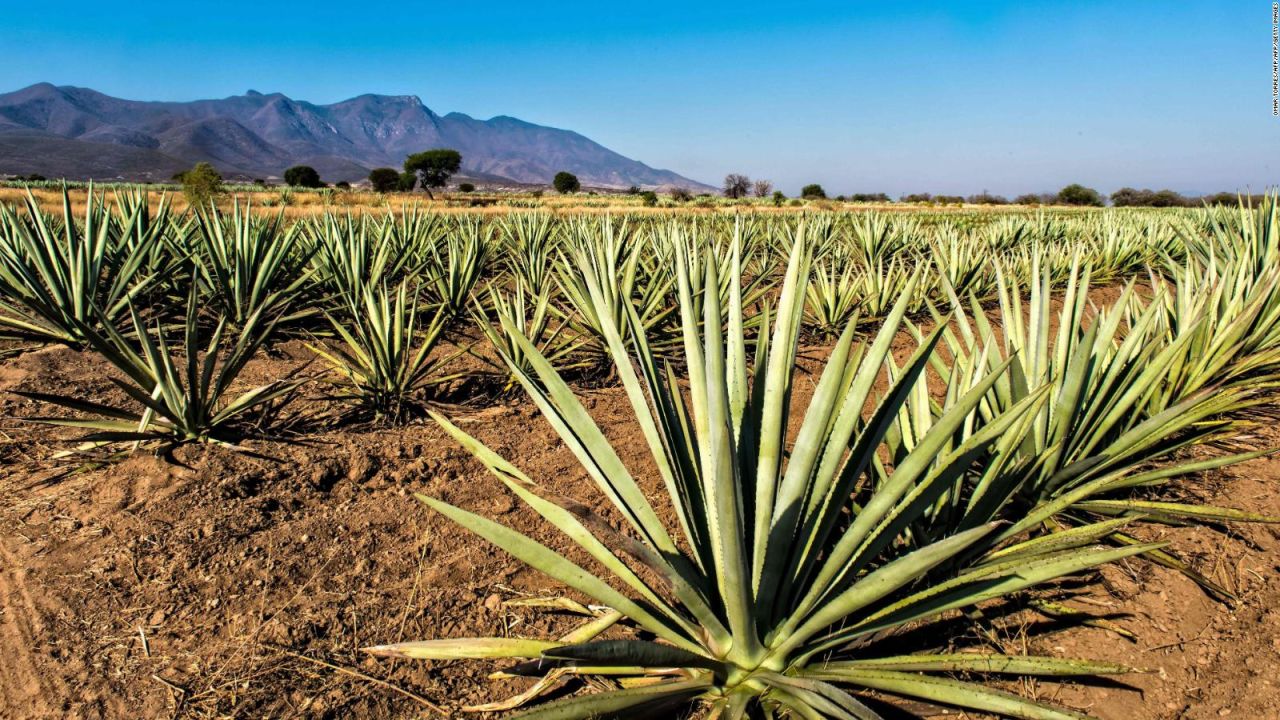 CNNE 558129 - la guerra por el mezcal en mexico