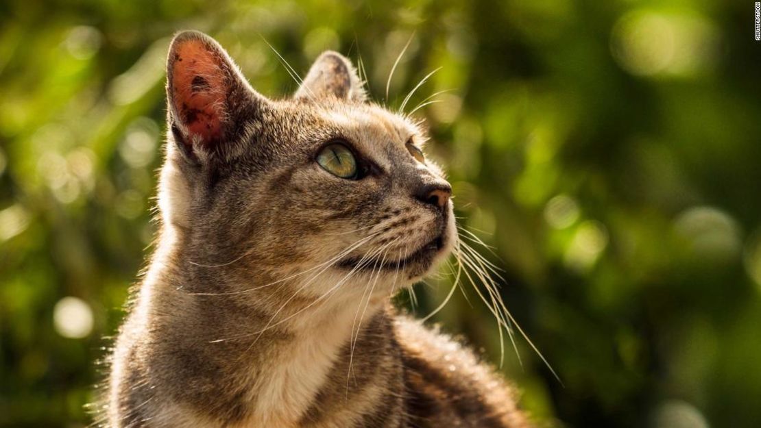 Las nuevas propuestas presentadas por las autoridades de un pueblo de Nueva Zelandia buscan la prohibición de los gatos.