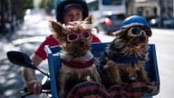 CNNE 559496 - 5 ciudades pet-friendly para que viajes con tu mascota