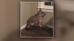 CNNE 561401 - coyote entra a una casa en medio de la noche