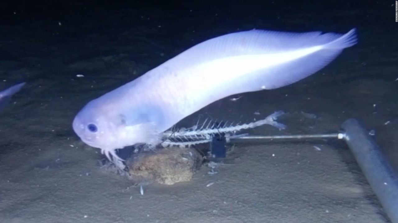 CNNE 567970 - hallan nuevas especies de peces en el fondo de oceano