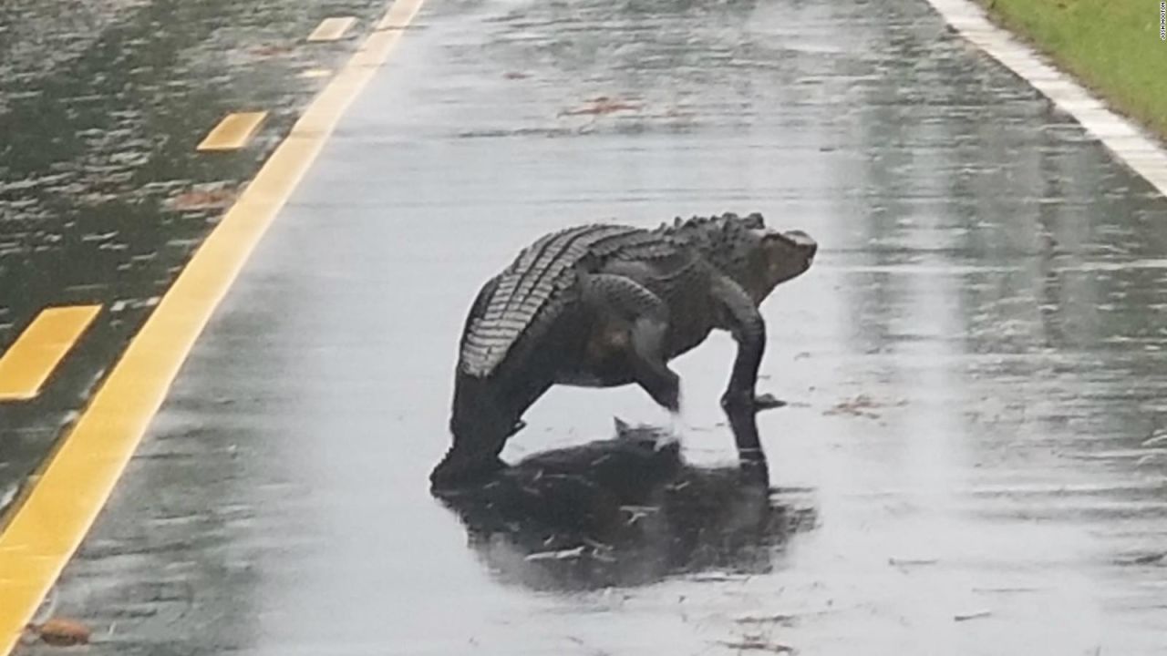 CNNE 569877 - un caiman cruzando una calle- las otras imagenes que dejo florence