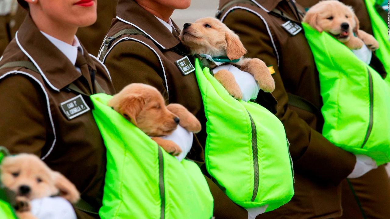 CNNE 571034 - las imagenes de estos cachorros dieron la vuelta al mundo