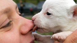 CNNE 571213 - tu mascota podria causarte estas enfermedades