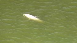 CNNE 572328 - hallan ballena beluga nadando en el rio tamesi