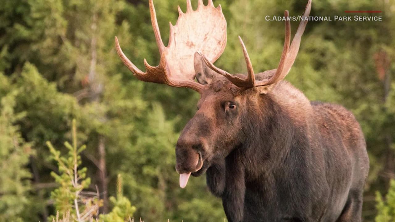 CNNE 572399 - #estonoesnoticia- un alce que saca la lengua mientras le toman una foto