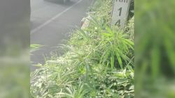 CNNE 572482 - marihuana crece en la via publica