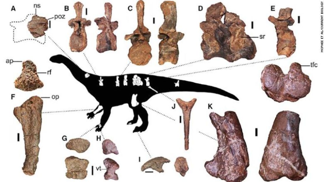 Esta figura muestra algunos de los elementos preservados del dinosaurio recién descubierto.