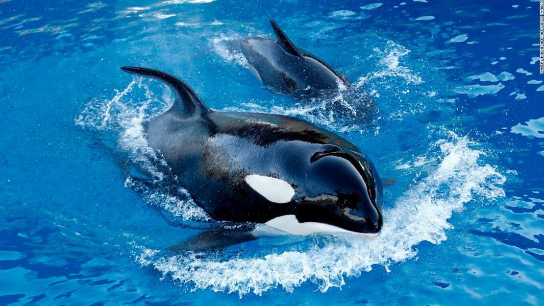 Una orca nada con su bebé en la exhibición animal en la ciudad de Antibes, al suroeste de Francia, el 10 de diciembre de 2013.