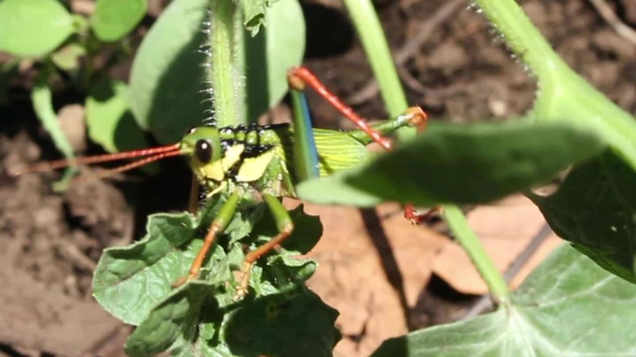 CNNE 573400 - una plaga de chapulines amenaza los cultivos de el salvador