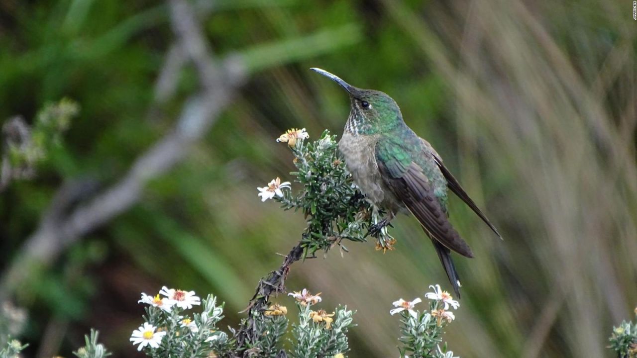 CNNE 573443 - ecuador tiene una nueva especie de colibri