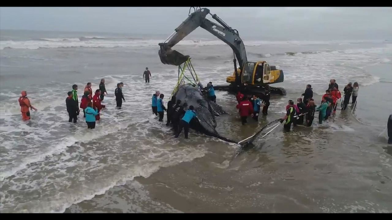 CNNE 573626 - logran rescatar a una ballena varada en argentina