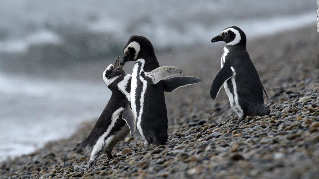 CNNE 574888 - rankingcnn- cinco especies animales tipicas de latinoamerica