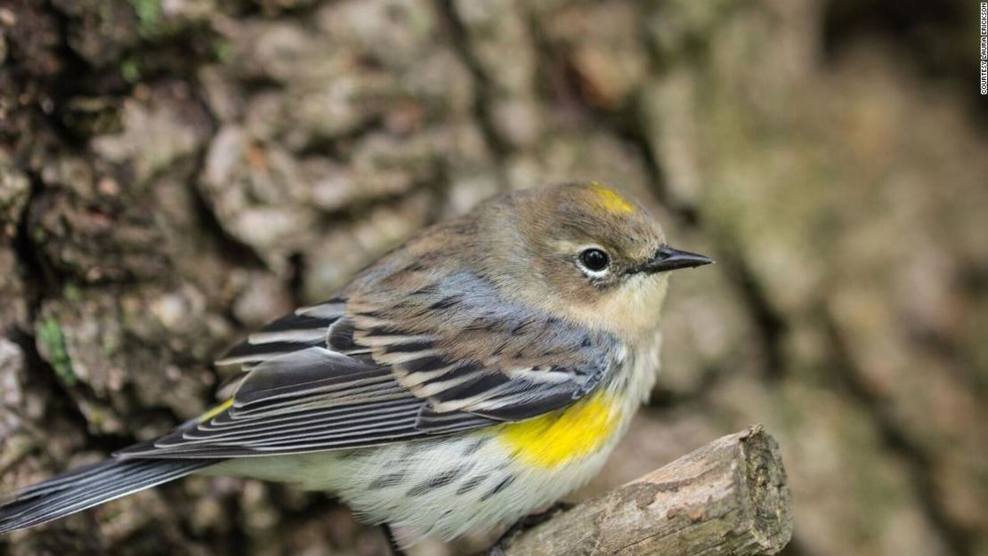 CNNE 575017 - pajaro amarillo eeuu