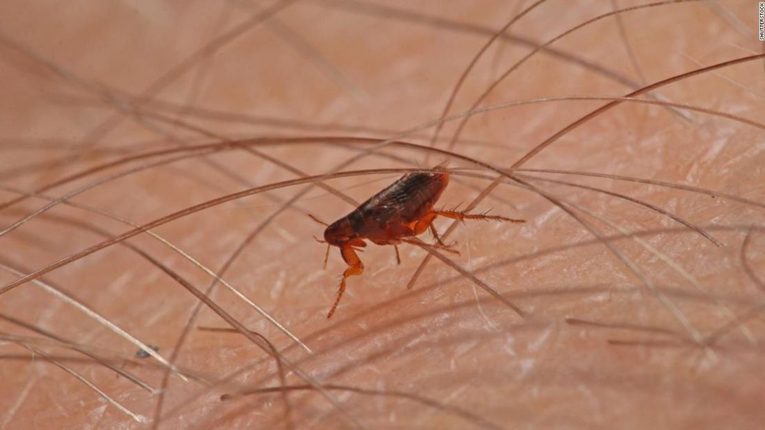 La pulga, insecto propagador del tifus.