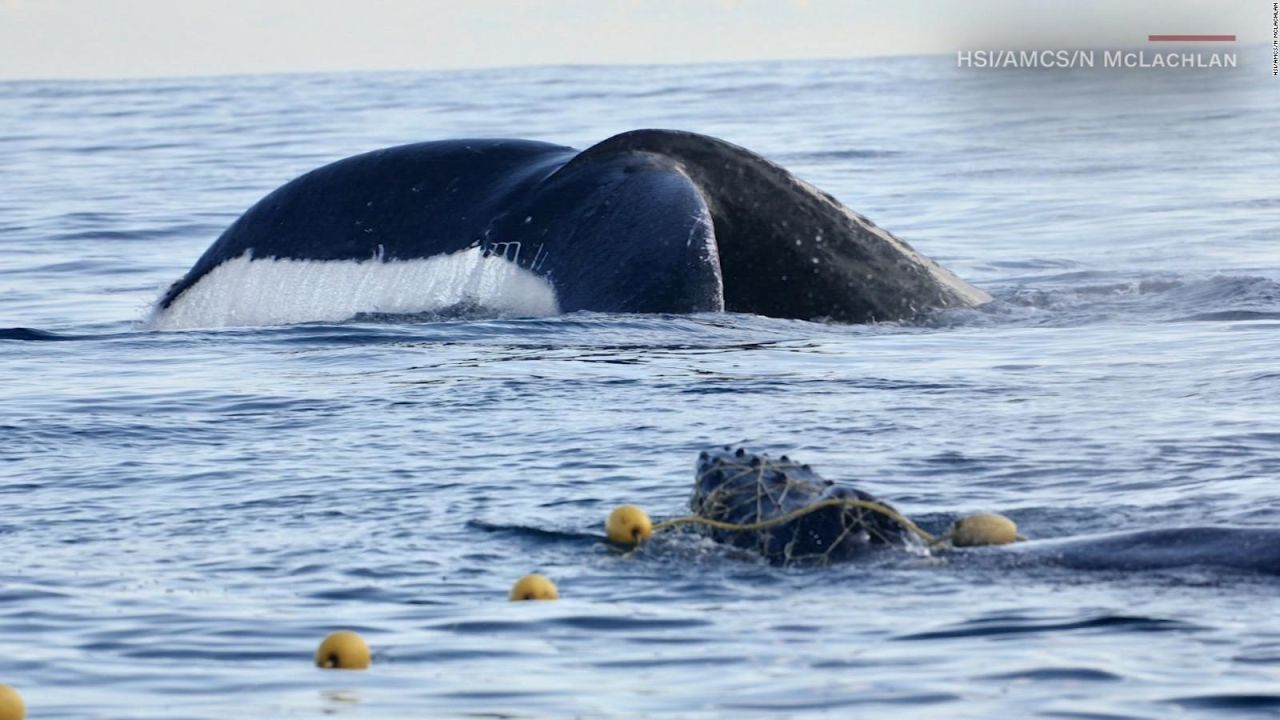 CNNE 575972 - liberan a esta cria de ballena jorobada