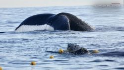 CNNE 575972 - liberan a esta cria de ballena jorobada