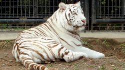 CNNE 576151 - un tigre blanco mato a su cuidadora en zoologico de japon