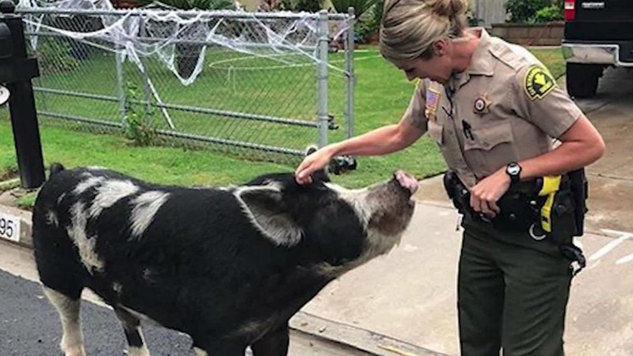 CNNE 577779 - una policia usa doritos para atrapar a un cerdo