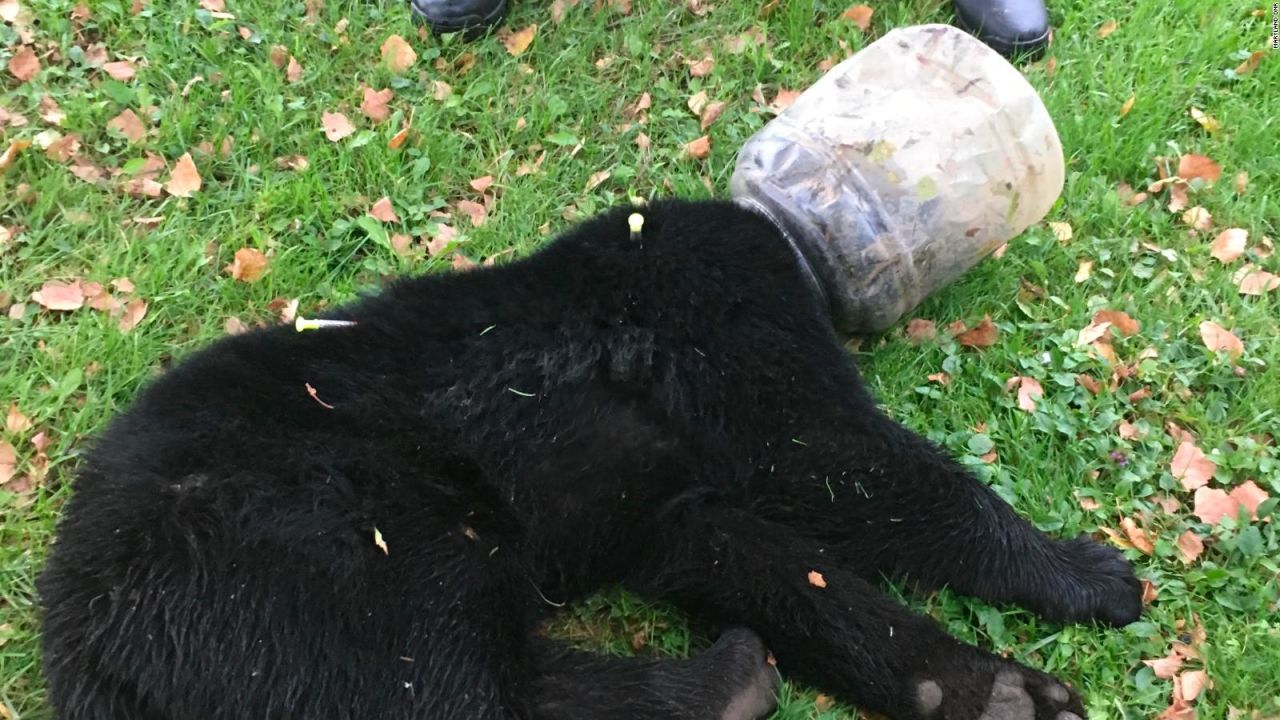 CNNE 577873 - liberan a osezno con la cabeza atrapada en un cubo