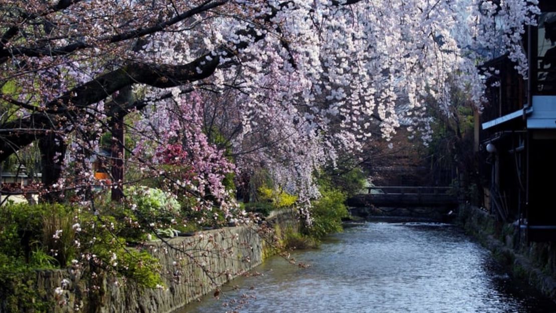 Uno de los mejores lugares en Kyoto para ver flores de cerezo se puede encontrar en el distrito de Gion. Los árboles se curvan suavemente hacia el canal de Shirakawa a medida que caen sus flores y se transportan suavemente río abajo.