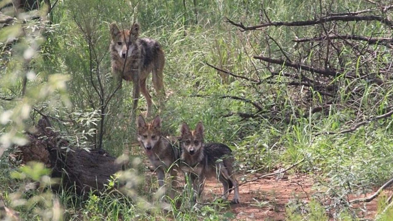 CNNE 579148 - el lobo gris mexicano, cerca del peligro de extincion