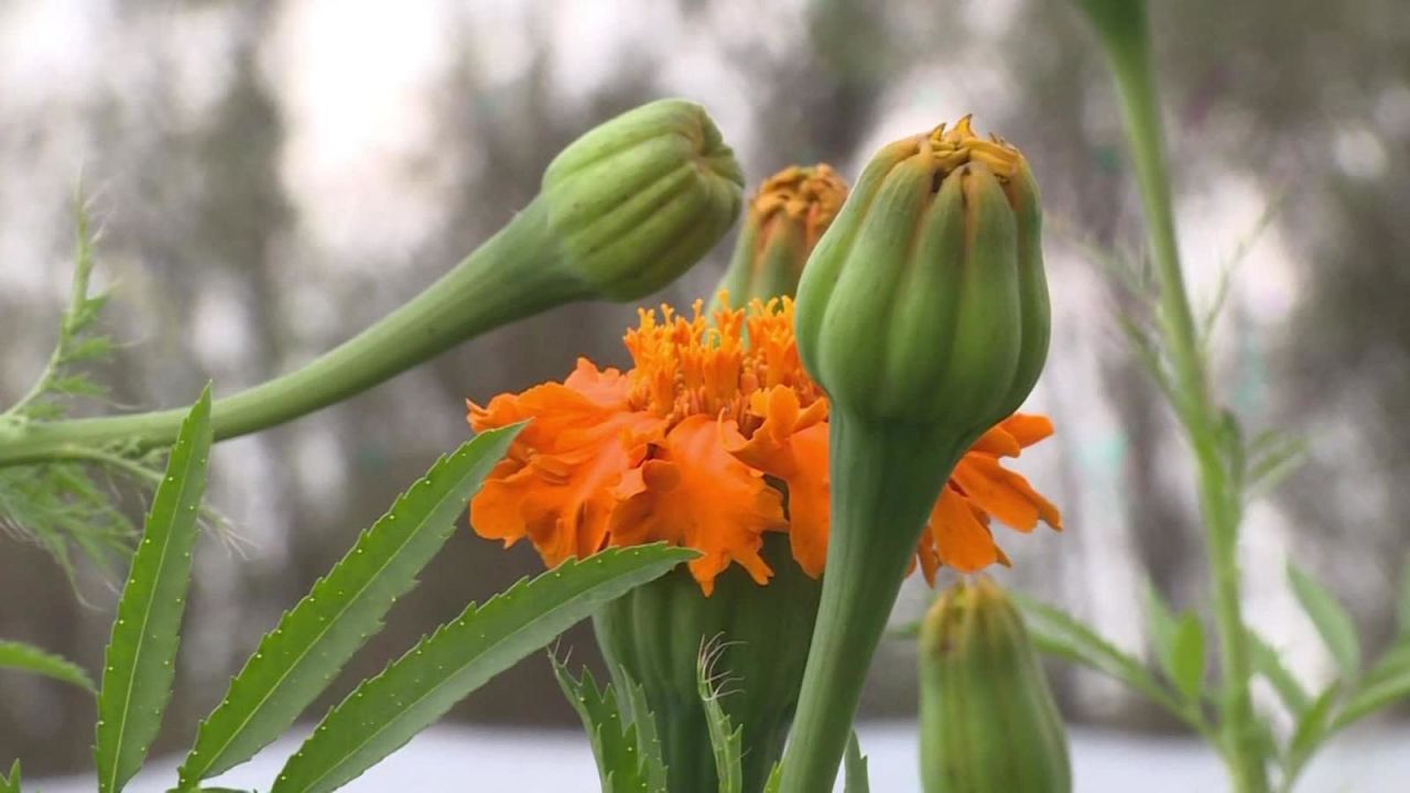 CNNE 582834 - ¿cual es el significado de la flor de muerto o cempasuchil?