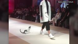 CNNE 583042 - gato jugueton se roba una pasarela de moda en estambul