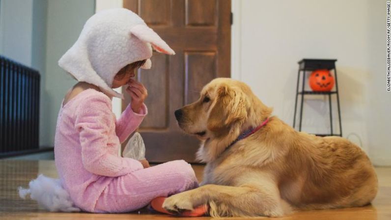 13. Un bocadillo mortal para tu mascota. Los dulces de Halloween pueden ser mortales para tu perro o gato. Ningún dulce es saludable, pero cualquiera de ellos sin azucar, o que contenga pasas o chocolate podría porvocarles ataques o hasta la muerte.