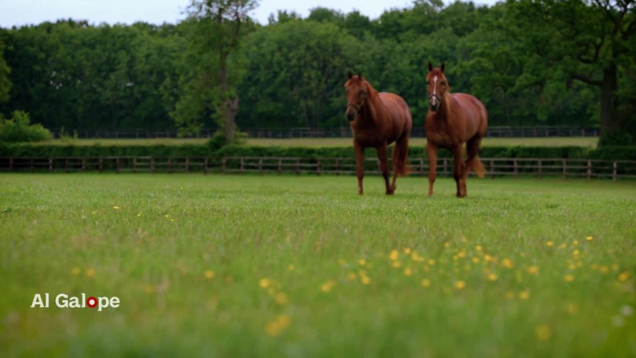 CNNE 583373 - establos godolphin, la vida de un caballo despues del galope