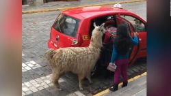 CNNE 584929 - una llama aborda un taxi en peru