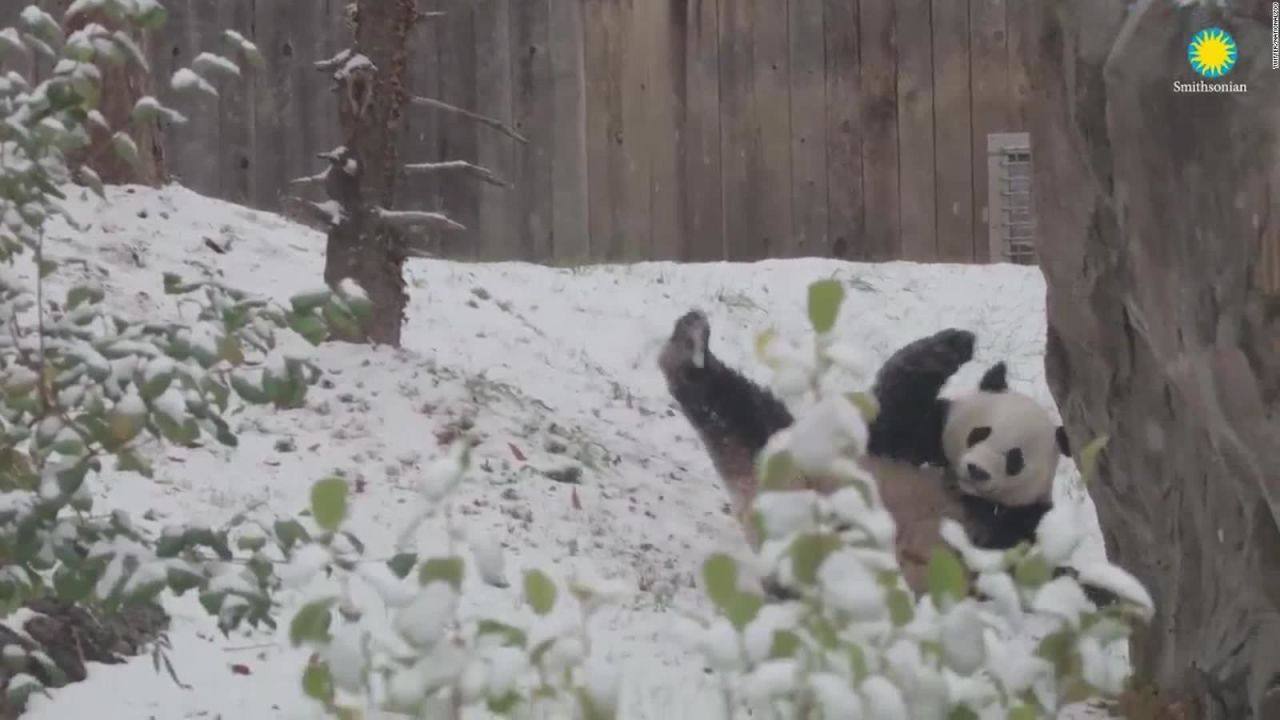 CNNE 588393 - un panda feliz jugando con la nieve