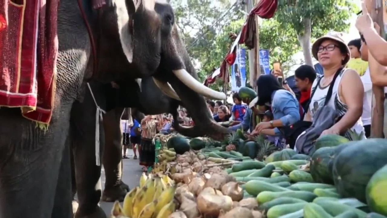 CNNE 588772 - elefantes en tailandia disfrutan de un gigantesco banquete