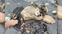 CNNE 589478 - hallan ballena muerta con 5,9 kilogramos de plastico en su estomago