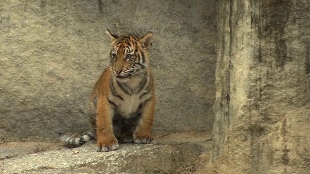 CNNE 590353 - #estonoesnoticia- zoologico de berlin muestra sus tigres cachorros