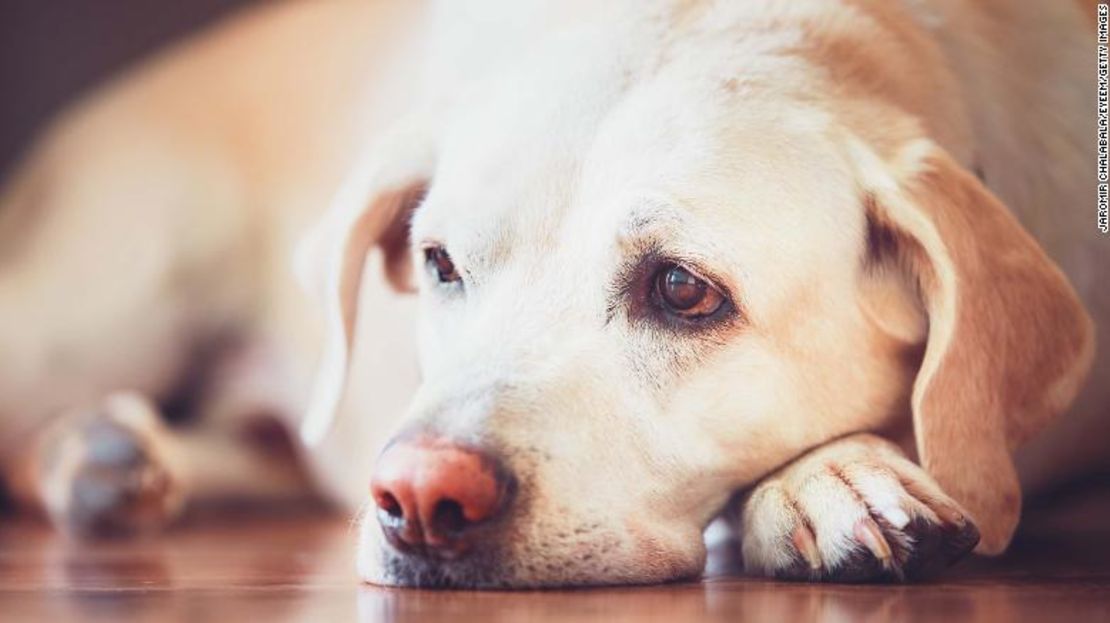 Retiran del mercado productos alimenticios para perros.