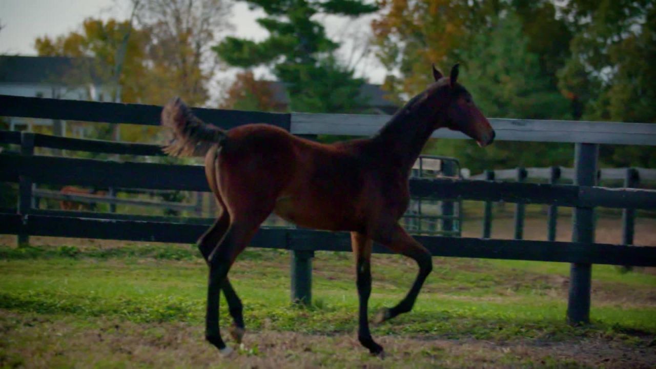 CNNE 594812 - saddlebred, una raza ecuestre 100% estadounidense