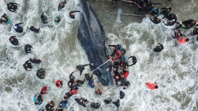 9 de abril — Rescatistas y lugareños intentan ayudar a una ballena jorobada varada en Mar del Plata, Argentina. La ballena murió a pesar de sus esfuerzos.