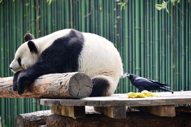 9 de abril — Un cuervo en el zoológico de Beijin toma el pelaje de un oso panda para utilizar en su nido.